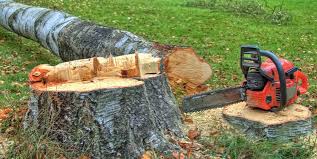 Best Tree Cabling and Bracing  in Rowland, NC