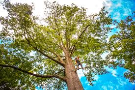 Best Storm Damage Tree Cleanup  in Rowland, NC
