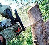 Best Firewood Processing and Delivery  in Rowland, NC