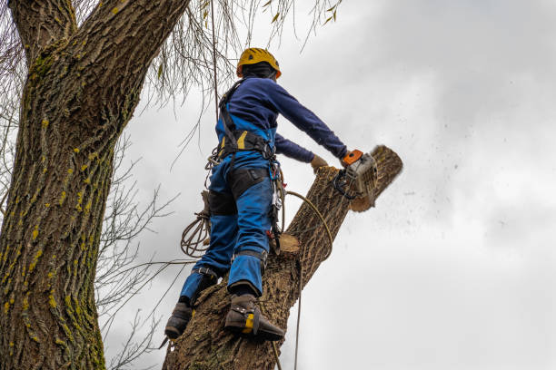 How Our Tree Care Process Works  in  Rowland, NC