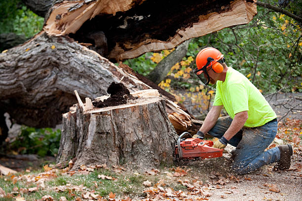 Best Tree Health Inspection  in Rowland, NC