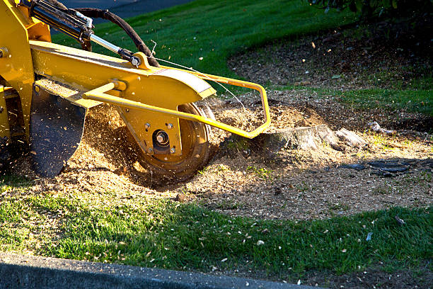 Best Soil Testing and Treatment  in Rowland, NC