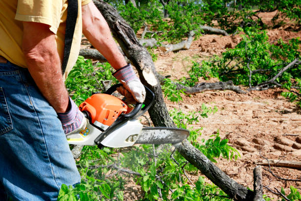 Best Commercial Tree Services  in Rowland, NC